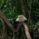 Cute Monkey In The Jungle In Costa Rica