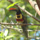 You just have to see the tropical birds in Costa Rica.