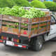 A Truck Load Of Bananas On Their Way To Market In Costa Rica