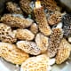 Morels store well in a bowl of salt water in the refrigerator.