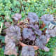 More Heuchera