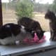 Basil, Fanny, and Phoebe