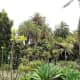 Jardin Botanico Canario.