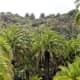 The Barranco setting of Jardin Botanico Canario.