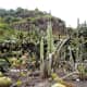 Cacti in Jardin Botanico Canario.
