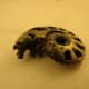 Pyritized Ammonite