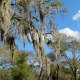 Lovely sky, trees, and Spanish moss in the park