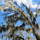 Spanish moss-laden trees In Maxwell Park