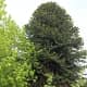 The tree in late April with new cones