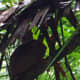 Another Tarsier hiding in the Sanctuary.