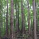 The author enjoying the beauty of Mahogany Forest.