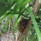A quiet Tarsier in the Sanctuary.