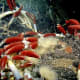 Giant tube worms