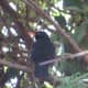 Blackbird Singing in the Willow Tree