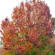 Bradford Pear Tree beginning to turn colors