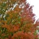 colored-leaves-photos-of-autumn-season-in-houston-texas