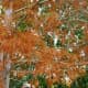 Bald Cypress tree leaves