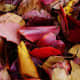 Leaves on the ground