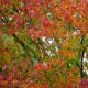 Bradford Pear Tree