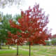 More fall-colored trees on our greenbelt