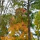 colored-leaves-photos-of-autumn-season-in-houston-texas