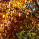 colored-leaves-photos-of-autumn-season-in-houston-texas