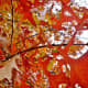 colored-leaves-photos-of-autumn-season-in-houston-texas