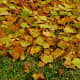 colored-leaves-photos-of-autumn-season-in-houston-texas