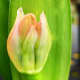 A cluster of Clivea blossoms starting to peek out.