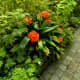 Bright-orange Clivia blossoms stand out beautifully from surrounding greenery.