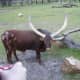 walt-disney-world-beyond-the-parks-wanyama-safari