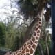 It is hard to grasp how tall giraffes are until you are right next to them.