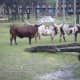 walt-disney-world-beyond-the-parks-wanyama-safari