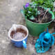 Here's my blended food waste in a jug ready to pour around my plants.
