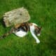 Cats are more likely to avoid your garden if you sprinkle old herbs and citrus peels around the perimeter.