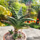 Gonialoe variegata