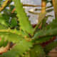 Aloe elgonica