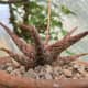 Aloe 'Pink Panther'