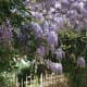 Wisteria