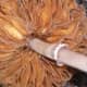 The underside of a wild mushroom found in our yard