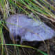 pictures-mushroom-fungi-wild-ones