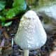 pictures-mushroom-fungi-wild-ones