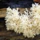 pictures-mushroom-fungi-wild-ones