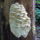 pictures-mushroom-fungi-wild-ones