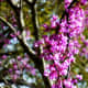 Flowers on a redbud tree