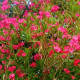 Oleanders in bloom