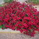 Petunias, Petunia exserta, native to South America. An annual, grown best from seed and watered often.