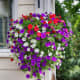 Petunia basket. This shows how attractive petunias can be when hanging from the roof of a balcony.