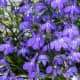 Trailing Lobelia, Lobelia erinus, native to southern Africa. It comes in many different colors, including blue, white, and pink.Because of its fairly short stems, lobelia is best in hanging baskets.