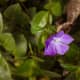 Vinca, Vinca major, native to the Mediterranean region. Also known as periwinkle. A trailing vine often planted under shade trees. Is frost tolerant. 
